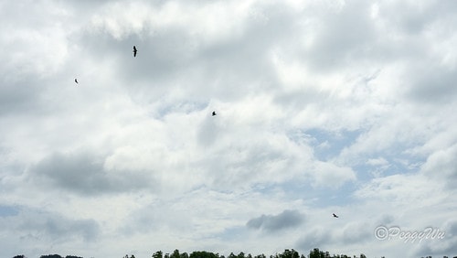 【馬來西亞|蘭卡威】20231230 跨年旅行:探索蘭卡威基 DSC02253