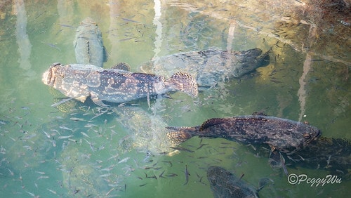 【馬來西亞|蘭卡威】20231230 跨年旅行:探索蘭卡威基 DSC02220