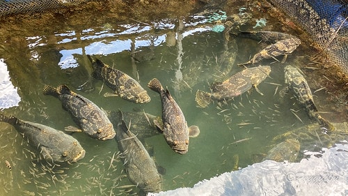 【馬來西亞|蘭卡威】20231230 跨年旅行:探索蘭卡威基 IMG_0211