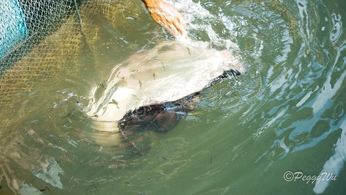 【馬來西亞|蘭卡威】20231230 跨年旅行:探索蘭卡威基 DSC02211