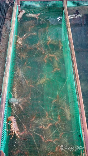 【馬來西亞|蘭卡威】20231230 跨年旅行:探索蘭卡威基 DSC02202