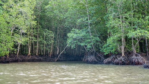 【馬來西亞|蘭卡威】20231230 跨年旅行:探索蘭卡威基 DSC02196