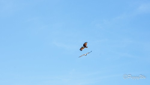 【馬來西亞|蘭卡威】20240102 跨年旅行:蘭卡威三島跳 DSC02367