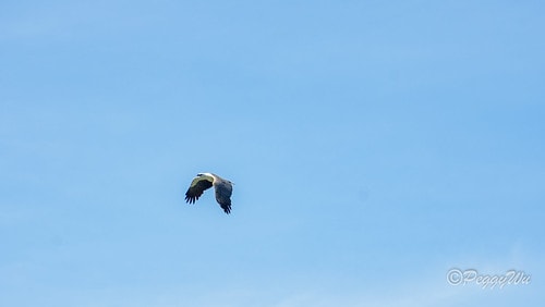 【馬來西亞|蘭卡威】20240102 跨年旅行:蘭卡威三島跳 DSC02380