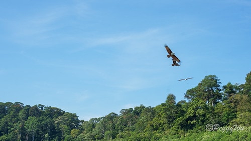 【馬來西亞|蘭卡威】20240102 跨年旅行:蘭卡威三島跳 DSC02369