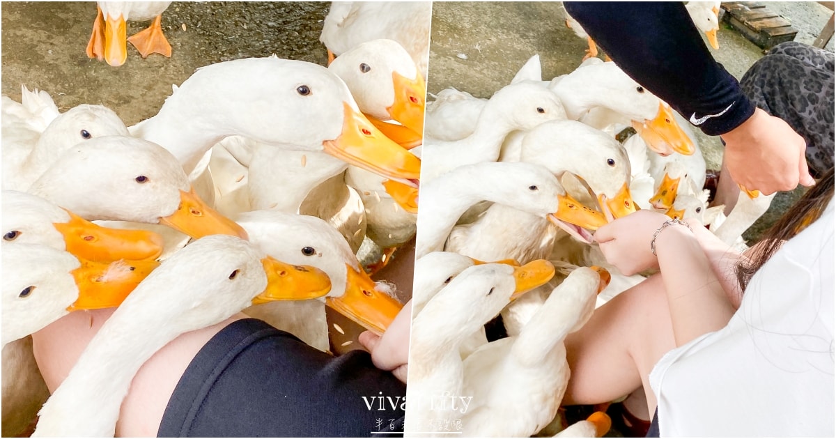 【越南｜中北越】中北越冒險小旅行：The Duck Tang Farm 鴨鴨農場參觀分享!!!