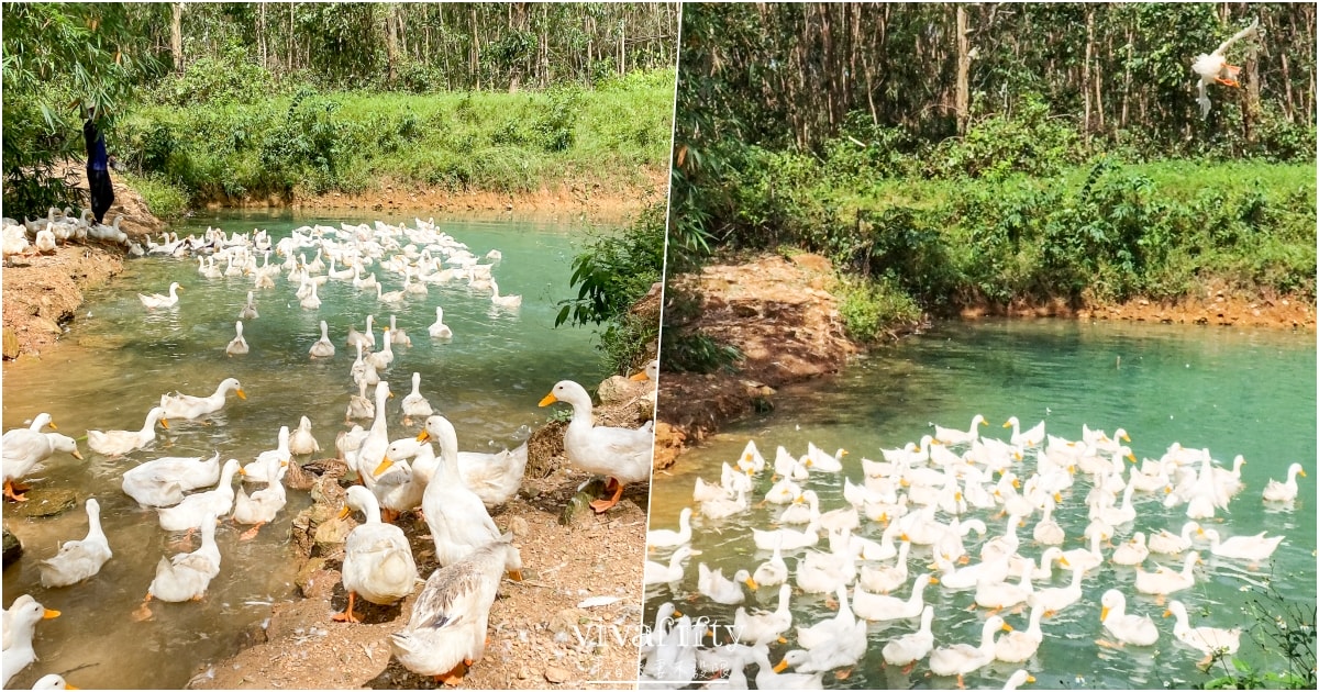【越南｜中北越】中北越冒險小旅行：The Duck Tang Farm 鴨鴨農場參觀分享!!!