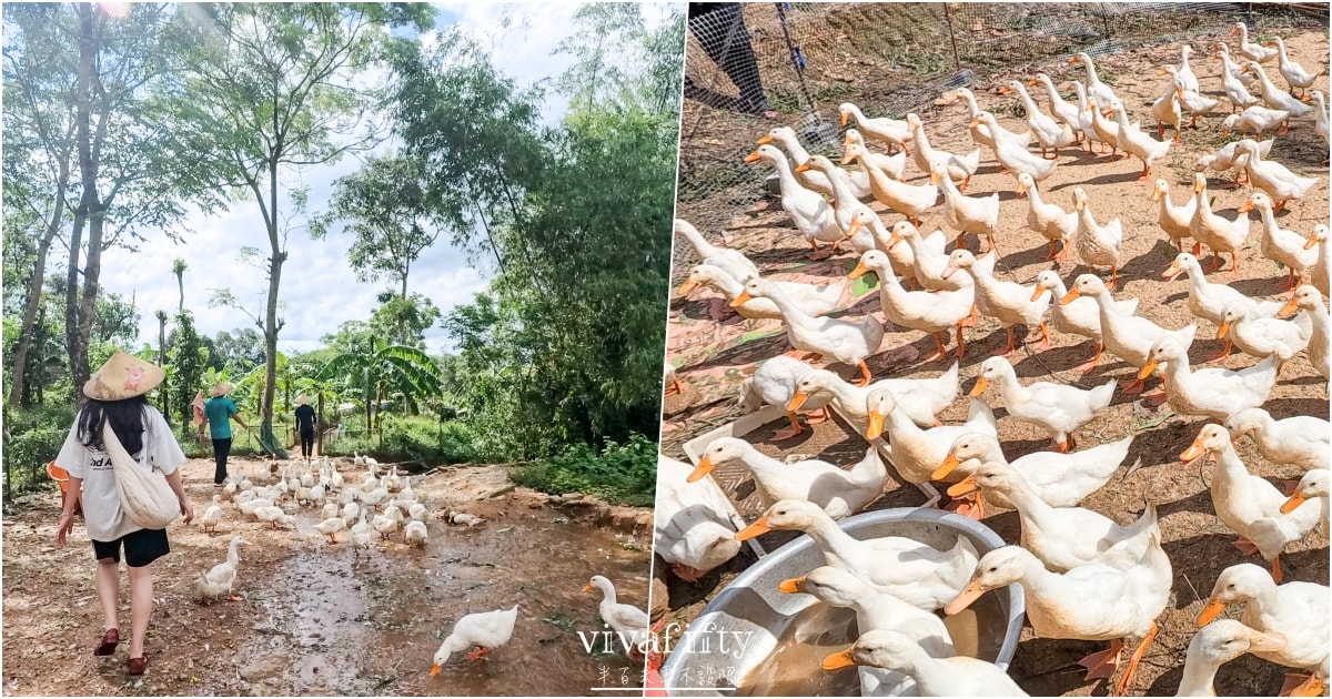 【越南｜中北越】中北越冒險小旅行：The Duck Tang Farm 鴨鴨農場參觀分享!!!