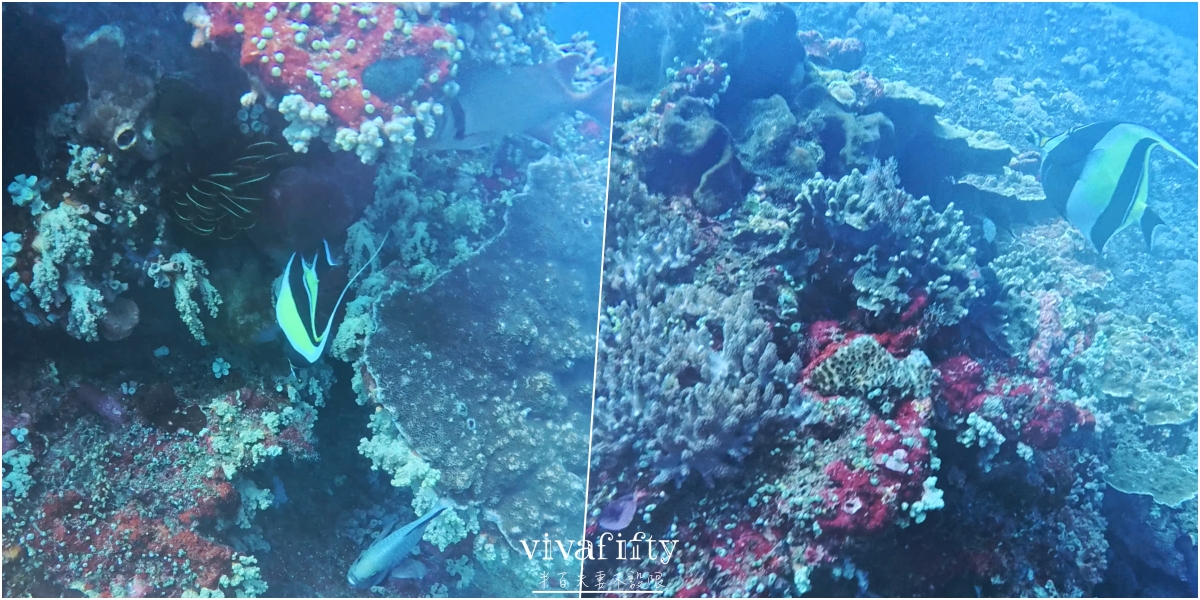 【印尼|佩尼達島】半百夫妻勇闖 Penida 島!!潛店 Sanctum Dive 真實體驗與分享!! - 第10張圖 【印尼|佩尼達島】半百夫妻勇闖 Penida 島!!潛店 Sanctum Dive 真實體驗與分享!!