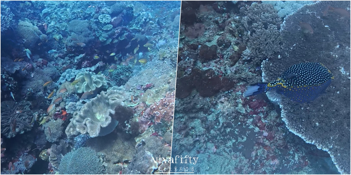 【印尼|佩尼達島】半百夫妻勇闖 Penida 島!!潛店 Sanctum Dive 真實體驗與分享!! - 第12張圖 【印尼|佩尼達島】半百夫妻勇闖 Penida 島!!潛店 Sanctum Dive 真實體驗與分享!!
