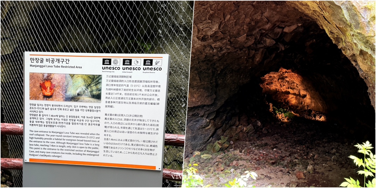 【韓國|濟州島】2026自駕必去!!解鎖世界自然遺產:萬丈窟熔岩洞穴 - 第7張圖 【韓國|濟州島】2026自駕必去!!解鎖世界自然遺產:萬丈窟熔岩洞穴